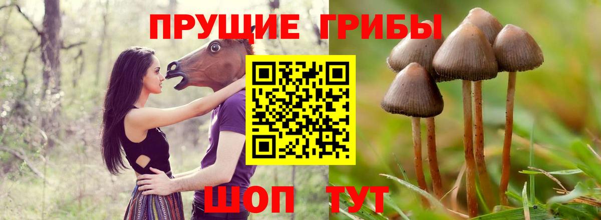 Балашиха  Псилоцибиновые грибы мицелий  Вход с VPN 